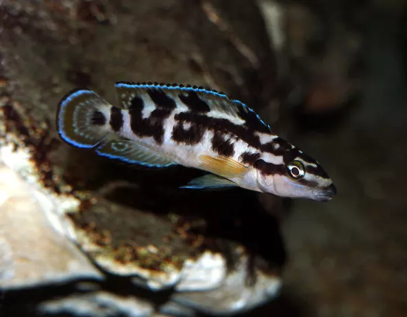 Julidochromis transcriptus