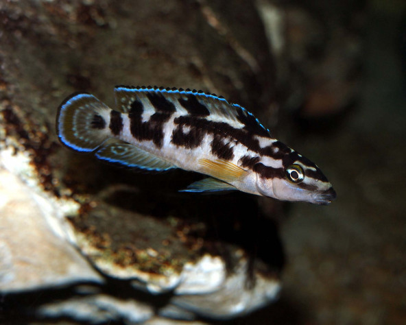 Julidochromis transcriptus