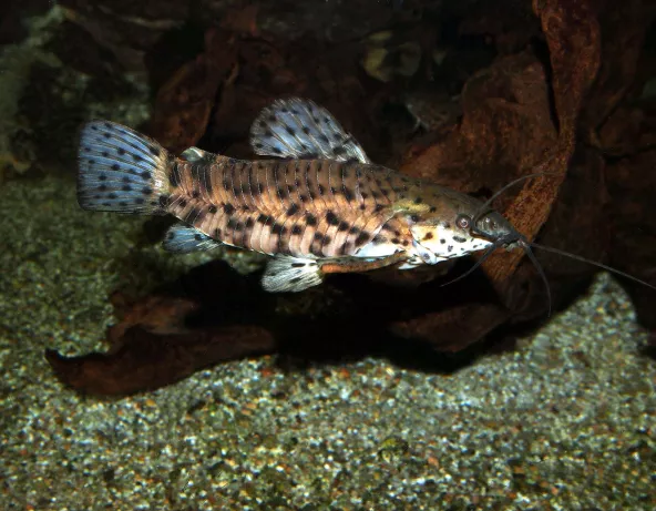 Megalechis thoracata