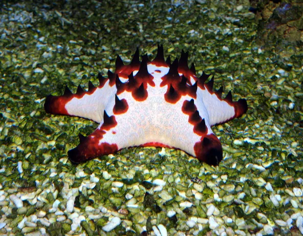Protoreaster nodosus