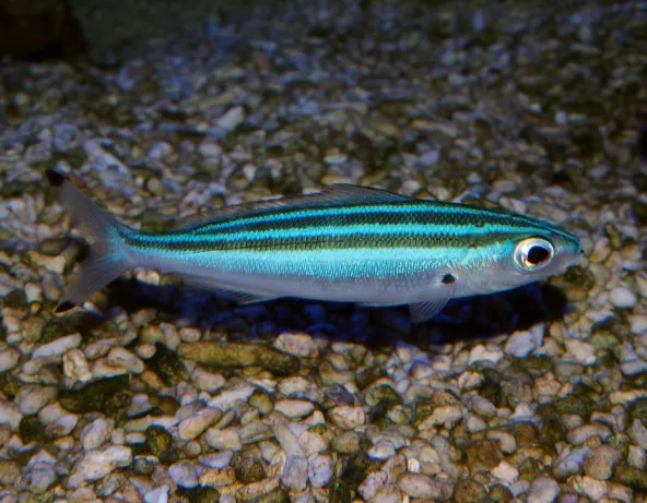Pterocaesio trilineata