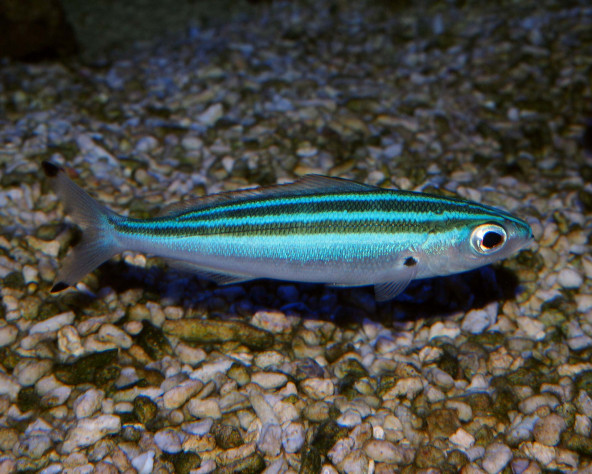 Pterocaesio trilineata