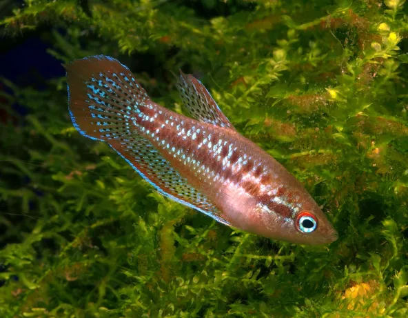 Trichopsis pumila