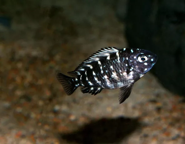 Tropheus duboisi