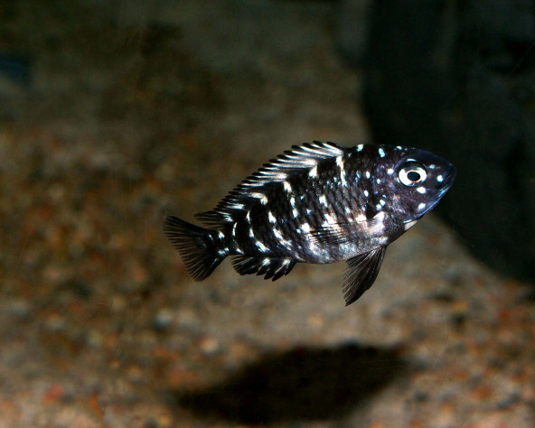 Tropheus duboisi