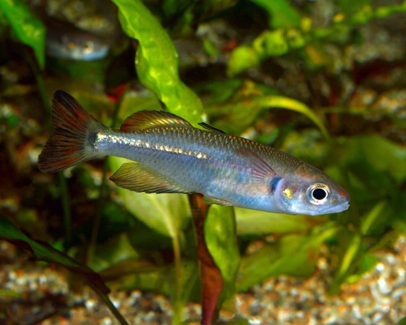 Photo d'un Rheocles vatosoa