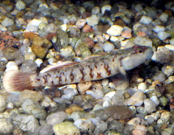 Photo d'un Rhinogobius zhoui