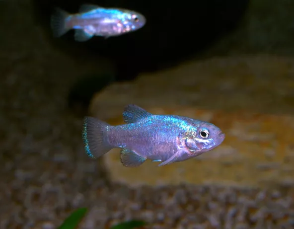 Photo de Cyprinodon meeki