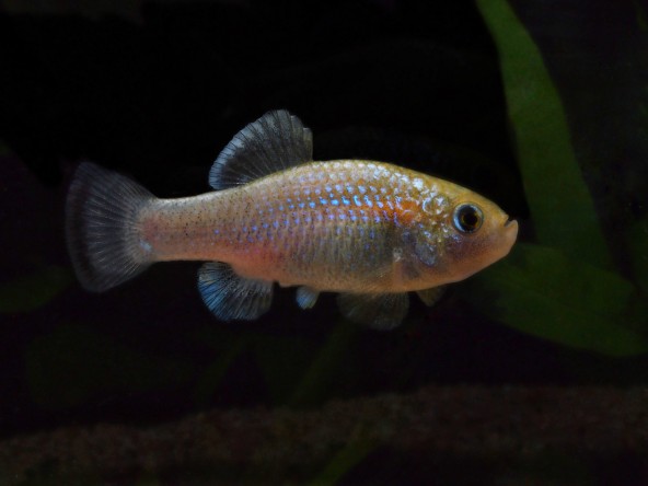 Photo de Cyprinodon alvarezi