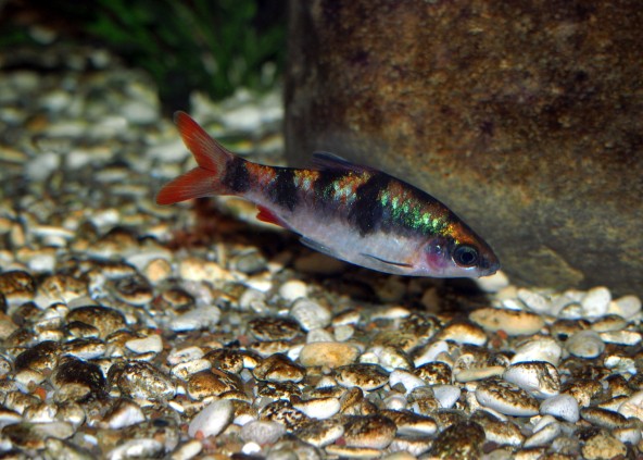 Photo d'un Dawkinsia tambraparniei male 