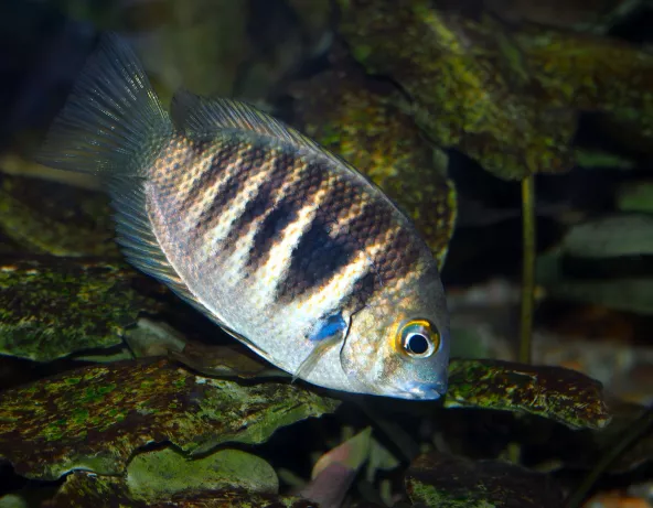 Photo d'Etroplus canarensis 