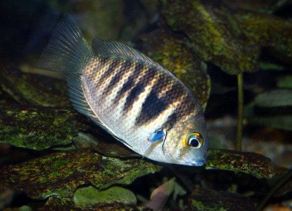 Photo d'Etroplus canarensis 
