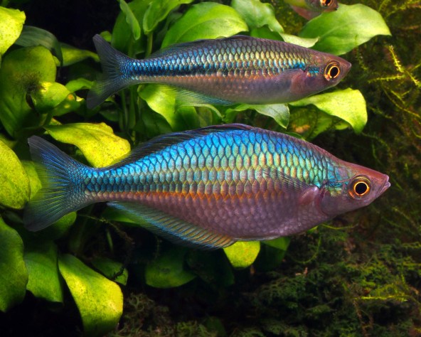 Photo d'un couple de Melanotaenia lacustris 