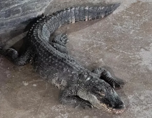Alligator du Mississippi
