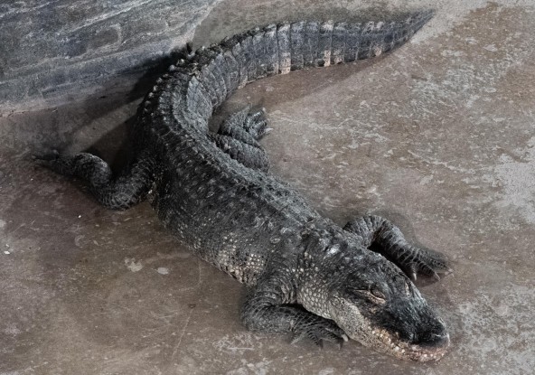 Alligator du Mississippi
