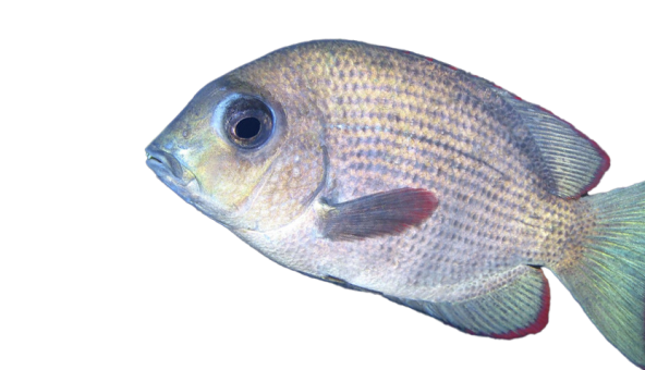 Respiration_Aquarium_danger