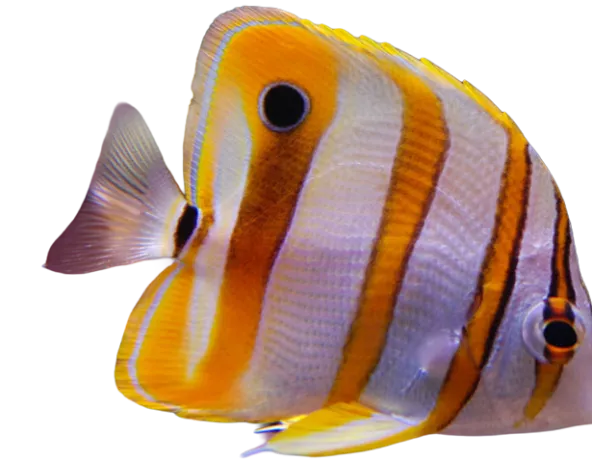 Respiration_Aquarium_pacifique_ouest