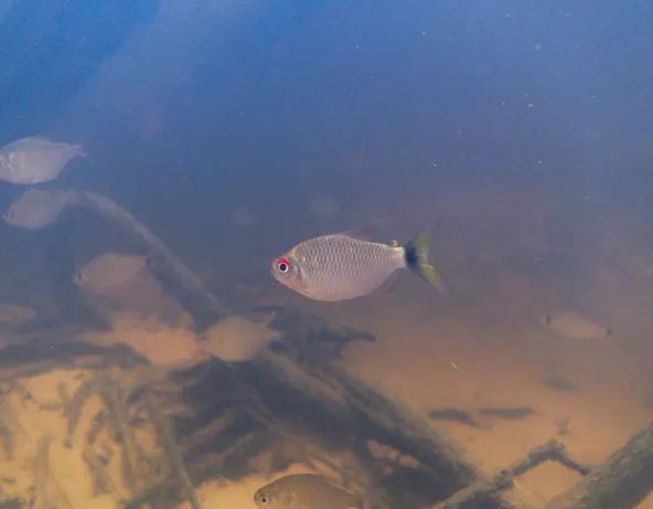Tetra aux yeux rouges - Bario oligolepis