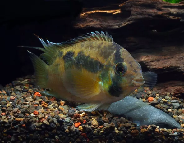 Acara maroni - Cleithracara maronii 