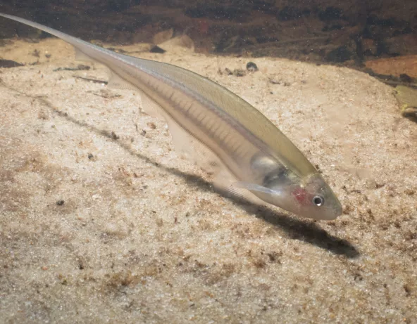 Poisson couteau de verre - Eigenmania virescens
