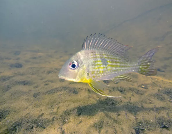 Perle du Suriname - Geophagus surinamensis