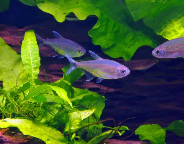 Tetra doré - Hemigrammus rodwayi