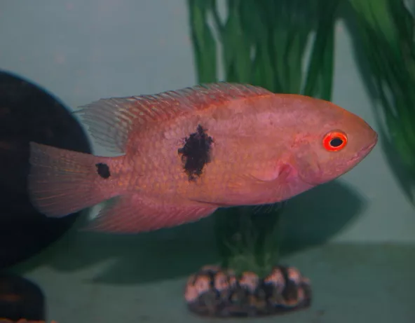 Cichlidé émeraude - Hypselecara temporalis
