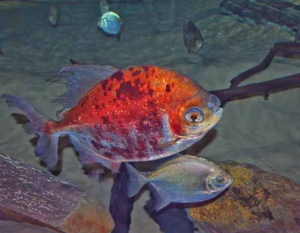 Myloplus asterias