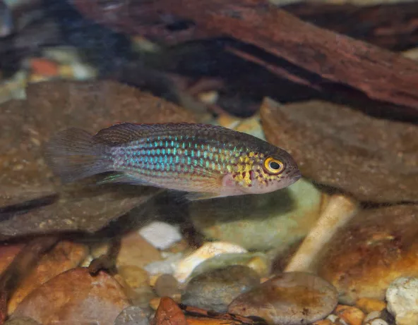 Cichlidé à tête d'or -  Nannacara aureocephalus