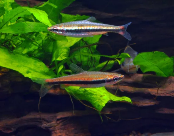 Poisson-crayon - Nannostomus beckfordi