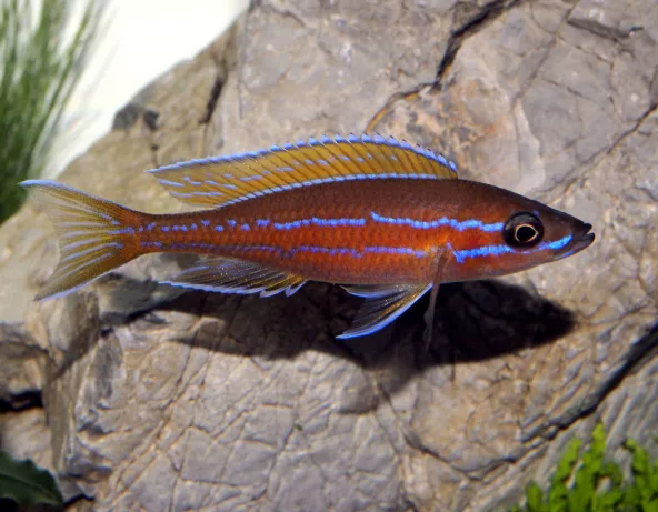 Paracyprichromis nigripinnis "blue neon"