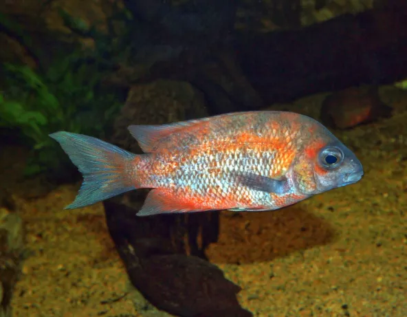 Paretroplus kieneri