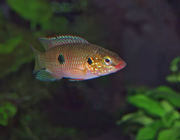 Cichlidé joyau - Rubricatochromis lifalili