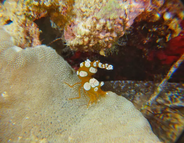 Crevette sexy - Thor amboinensis
