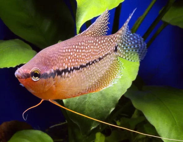 Gourami perlé - Trichopodus leeri