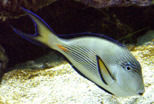 01-_acanthurus_sohal.jpg