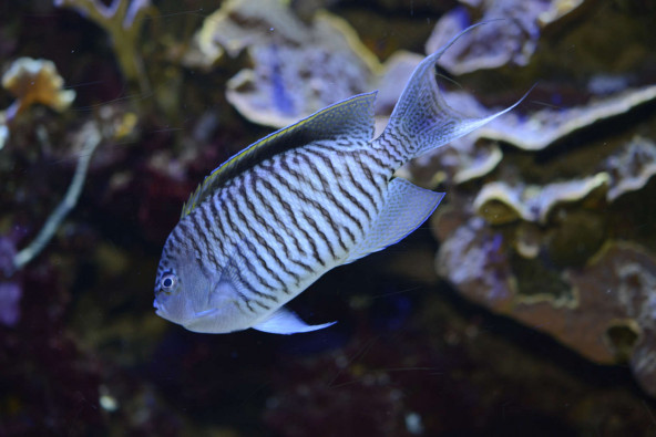 010_-_genicanthus_caudovittatus.jpg