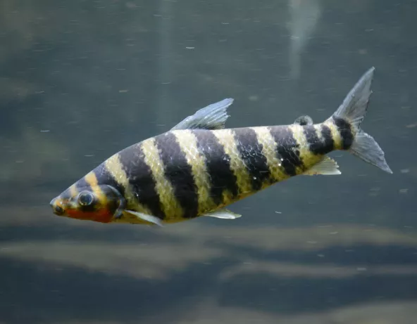 010_leporinus_fasciatus.jpg