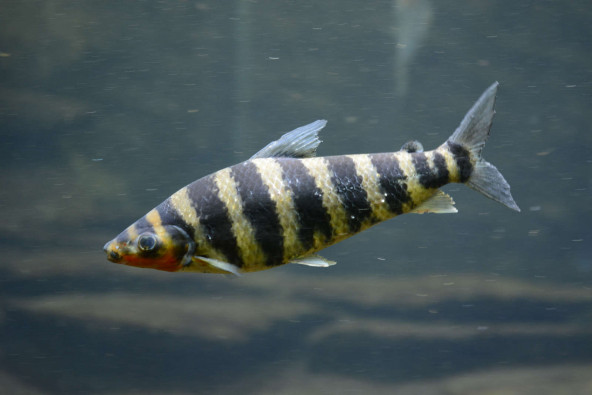 010_leporinus_fasciatus.jpg