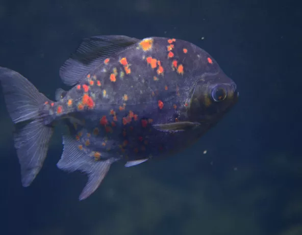 012_myloplus_rubripinnis.jpg