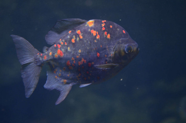 012_myloplus_rubripinnis.jpg