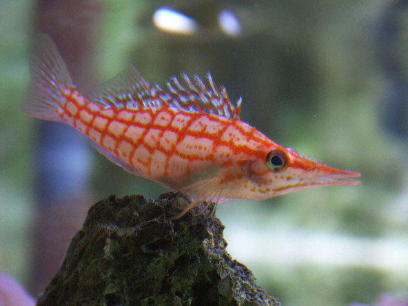 013_-_oxycirrhites_typus.jpg