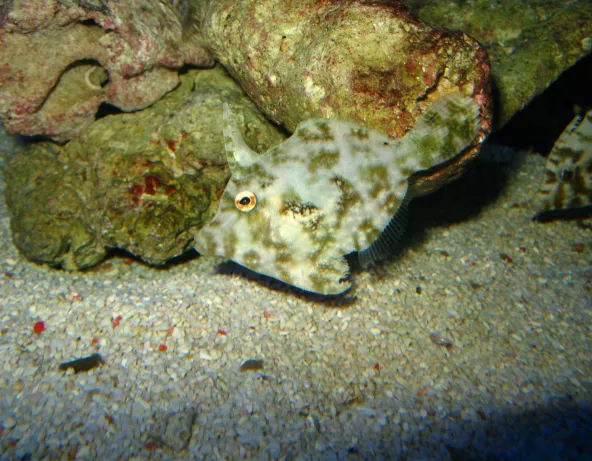 013_acreichthys_tomentosus.jpg