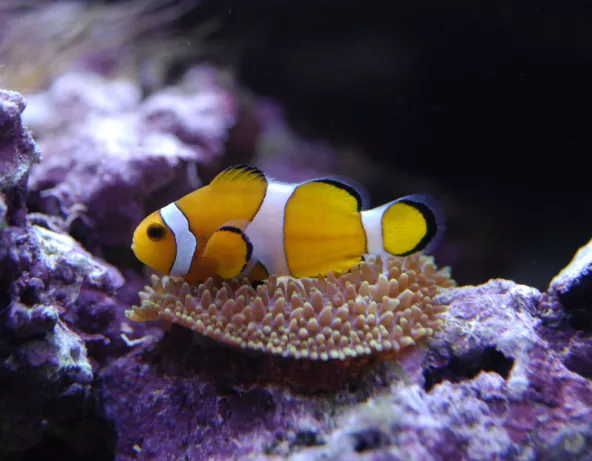 013_amphiprion_ocellaris.jpg