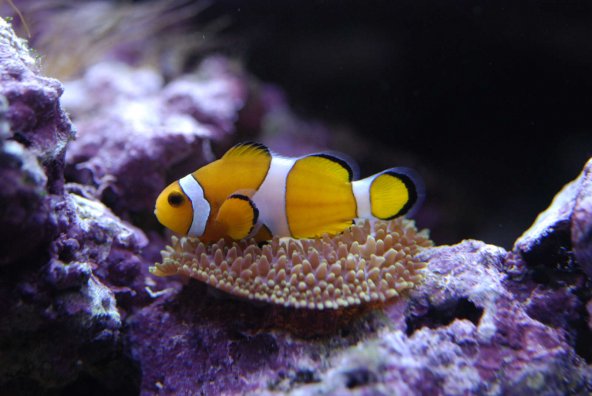 013_amphiprion_ocellaris.jpg