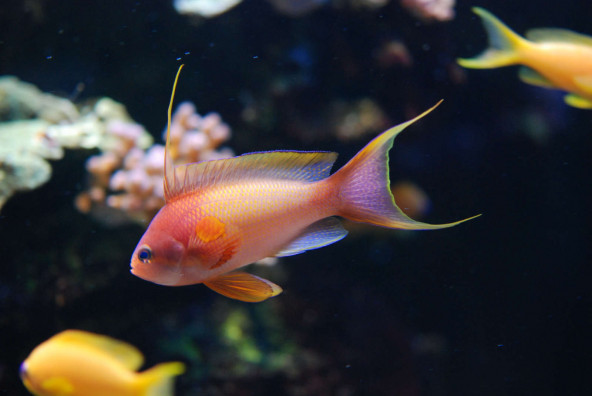 014_-_pseudanthias_squamipinnis.jpg