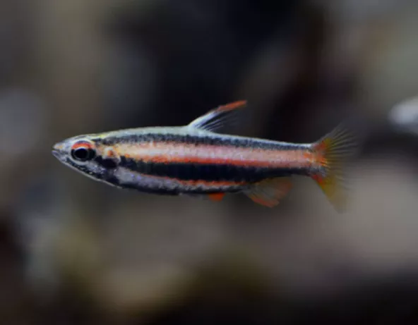 014_nannostomus_mortenthaleri.jpg