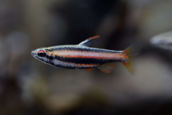 014_nannostomus_mortenthaleri.jpg