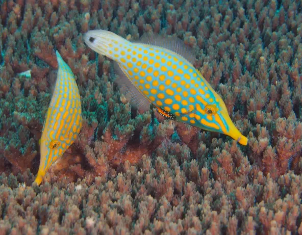 014_oxycomanthus_longirostris.jpg
