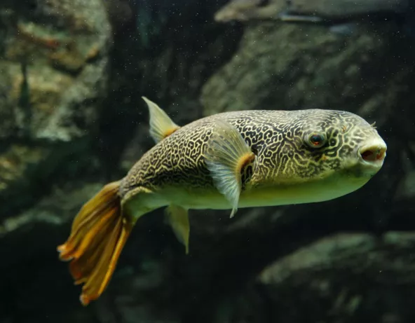 014_tetraodon_mbu.jpg